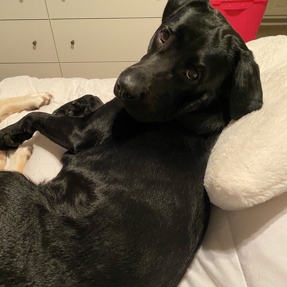 Meet your Posher, Rashell - Picture 4 of 4